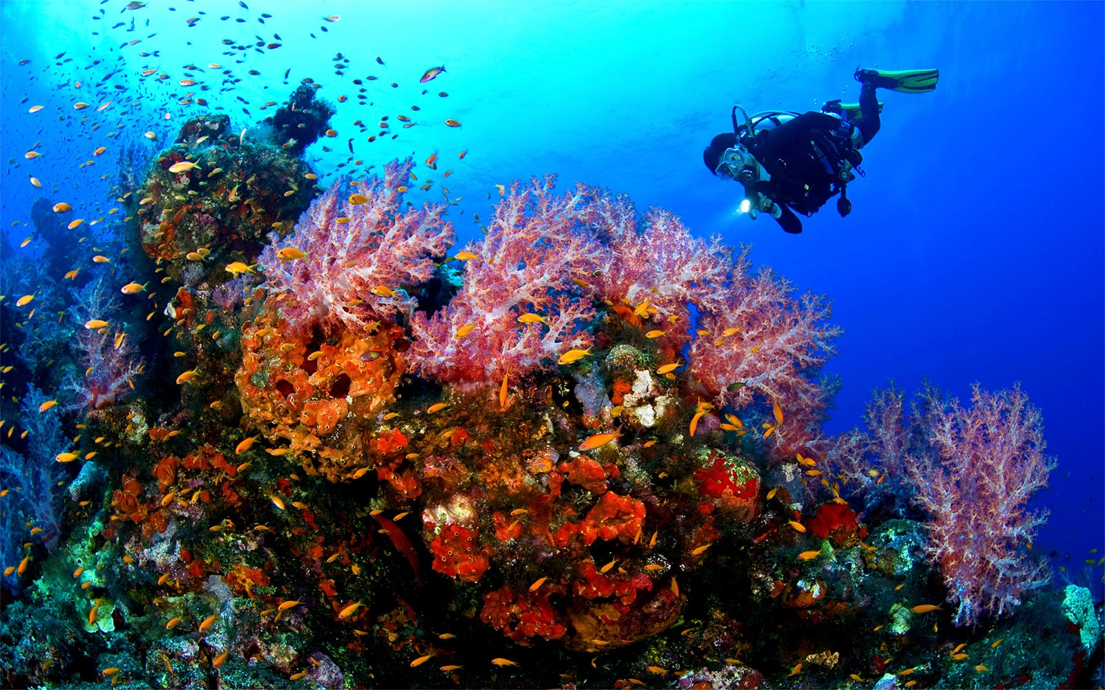 Diving - Red Sea